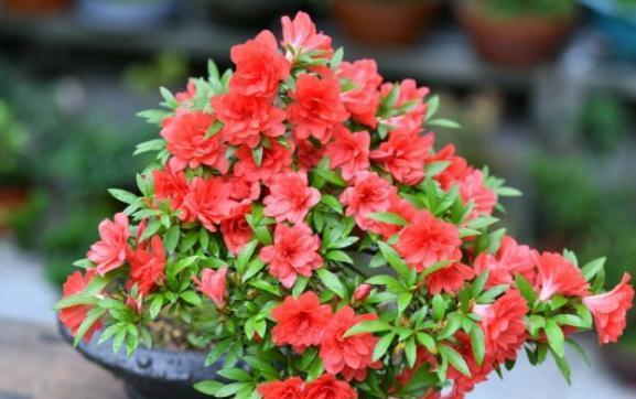 杜鹃花的养殖方法和注意事项，注意“4件事”