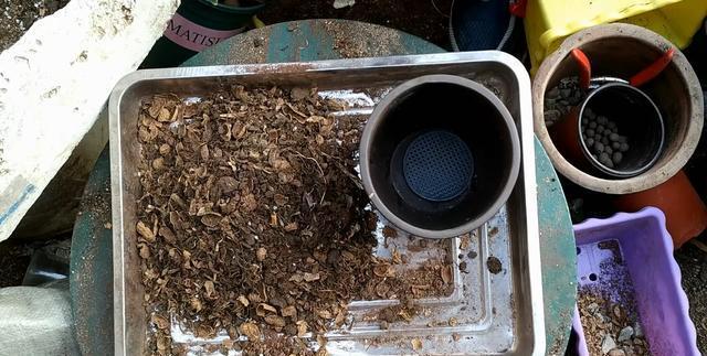 不花钱快速自制多肉土，怎样简单制作多肉植物营养土（不花一分钱）