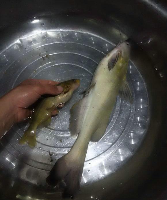 不过,这真的是一条黄颡鱼吗?长江君虽然一眼就看出这条