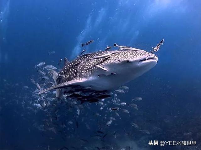 鲸鲨和虎鲸谁厉害，最大的鲸鲨到底有多大（在人类面前不堪一击）