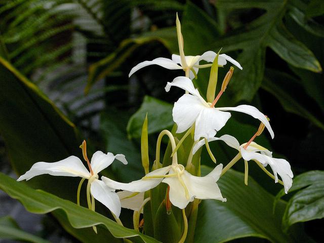 路边姜拼音lù biān jiānɡ别名姜花,土姜活,山姜活来源姜科姜花属