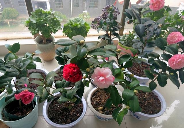 家里为什么不能养茶花，为什么院子里忌讳种茶花（躲开“三怕”）