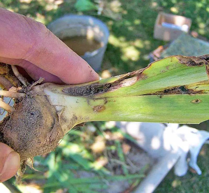 鸢尾腐烂病防治(鸢尾病虫害防治)-娱宸网