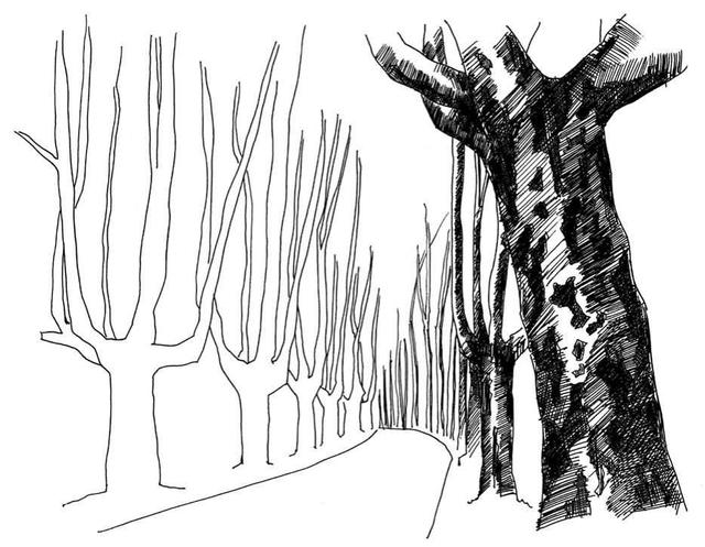 小树简笔画怎么画，小树的简笔画怎么画（教你三种常见树木画法）