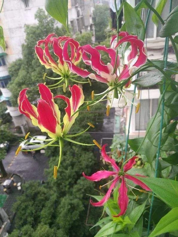 鸟尾花的繁育管理，鸟尾花 花期（30种耐阴花）