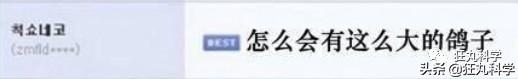 鸽子为什么这么大，鸽子为什么那么大是什么梗（鸽子为什么可以和人一样大）