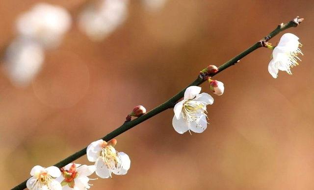 梅花什么颜色，冬天的梅花什么颜色（在古诗词中优雅地绽放）