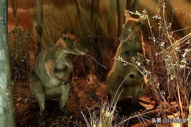 手不释卷的动物，手足之情的动物是什么生肖（世传王安石是獾转世投胎）