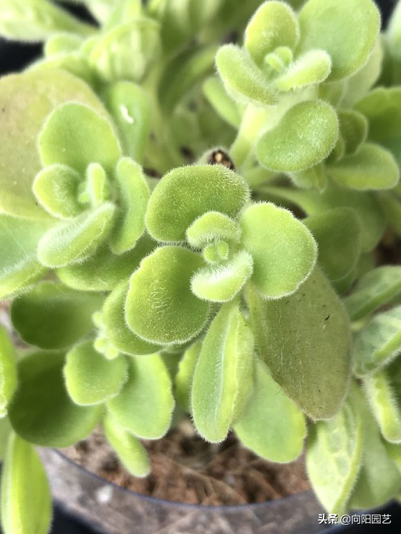 碰碰香怎么扦插，碰碰香的繁殖方法（15天长成“绿皮球”）