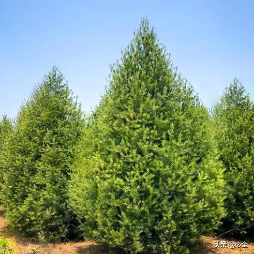雪松苗多少钱一棵，雪松苗多少钱一棵图片（雪松的未来发展前景好吗）