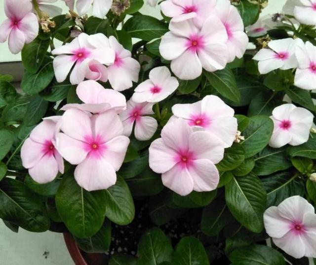 怎么去除家里的蚂蚁窝，怎么去除家里的蚂蚁窝视频（这些就能把它消灭掉）