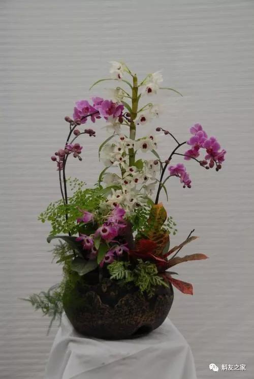 石斛兰风水摆放禁忌，石斛兰适合放在卧室吗（室内石斛盆栽摆放的风水禁忌）