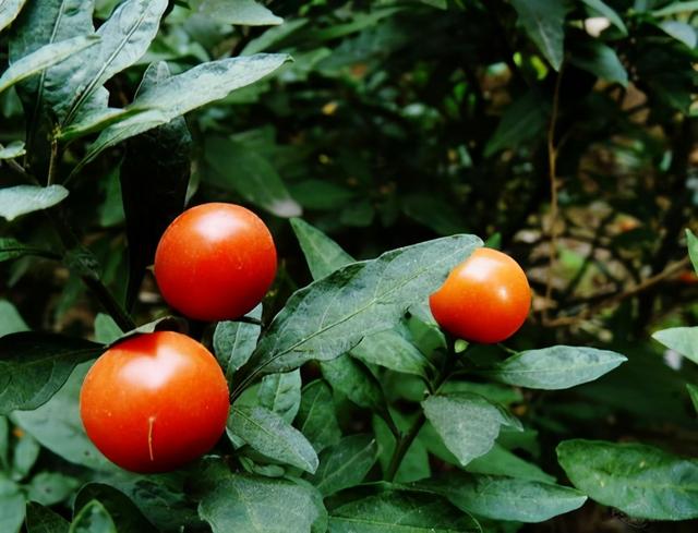 快认清“真面目”，有毒的花名字及图片