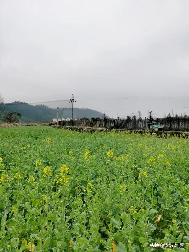 婺源油菜花什么时候开，婺源油菜花几月份开花（2021年婺源的油菜花最佳观赏期大概是3月10号到4月清明节）