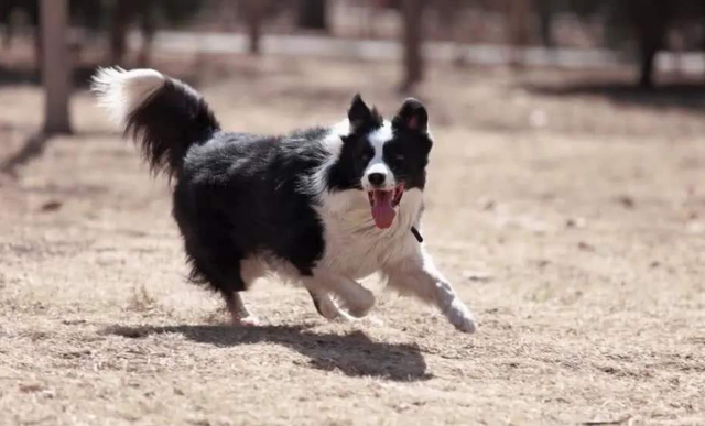 边境牧羊犬智商，边境牧羊犬智商高吗（“智商界老大”边境牧羊犬）