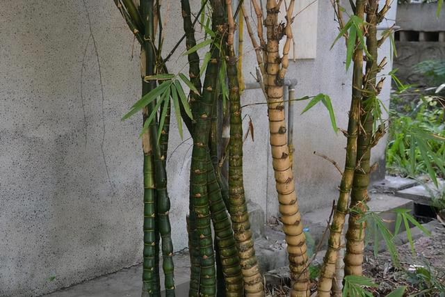 竹子品种图片大全图片图片