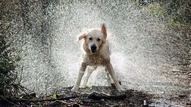 比熊犬怎么训练上厕所，比熊犬怎么训练大小便（帮你训练狗狗雨天排便）