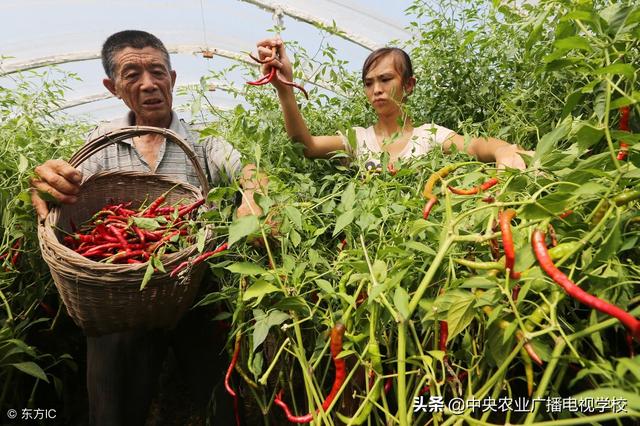 辣椒种植方法，辣椒的种植时间和新方法掌握好