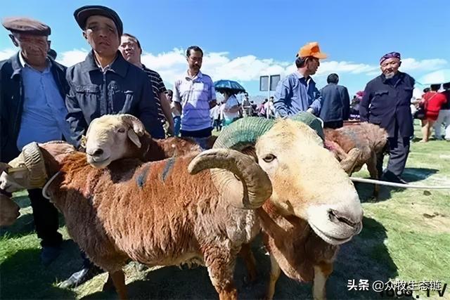 大同特产，世界上最好的羊，看看都在哪（大同特产有什么可以送礼的）