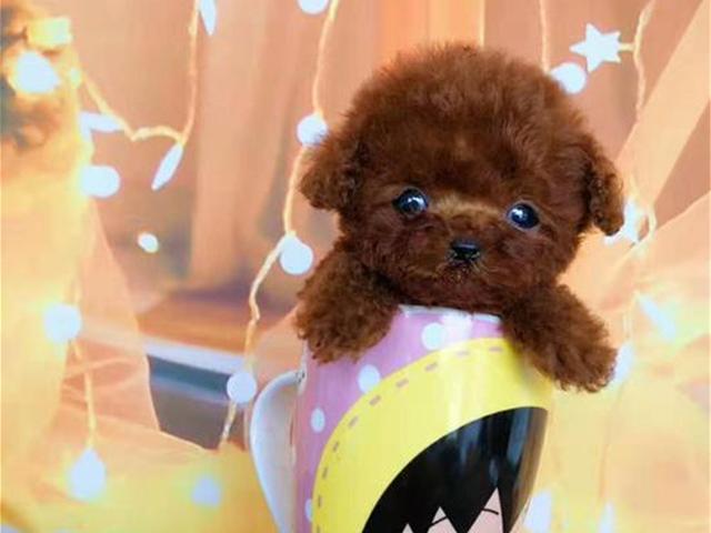 杯子狗（杯子狗寿命，爱狗狗则不应该养茶杯（杯子狗寿命多长）