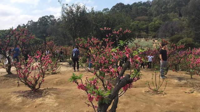 桃花的寓意和花语，桃花的花语和寓意