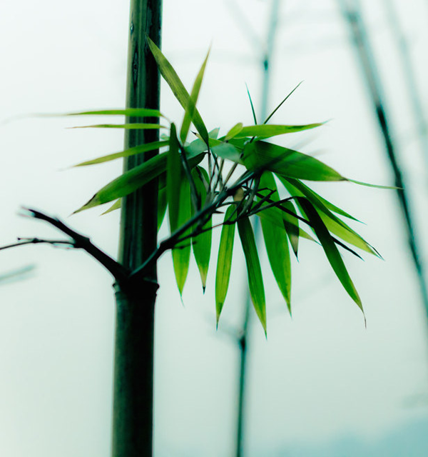 木兰科的常见地被植物有哪些，常绿木兰科植物有哪些（收藏起来留给孩子慢慢看）