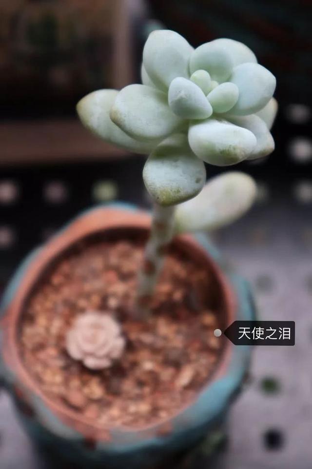 丸叶松绿怎么养，丸叶松绿的叶子可用来繁殖吗（养多肉，记名字，预防老年痴呆）