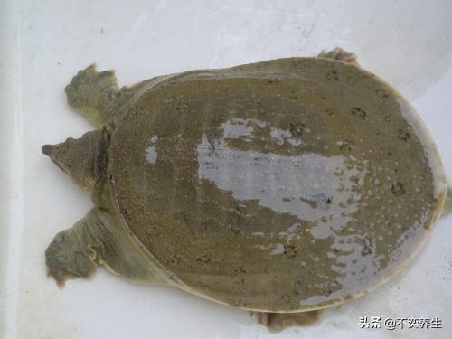 枸杞配什么治早射，硬不起怎么治疗吃什么药（食养妙方——阳痿、早泄）