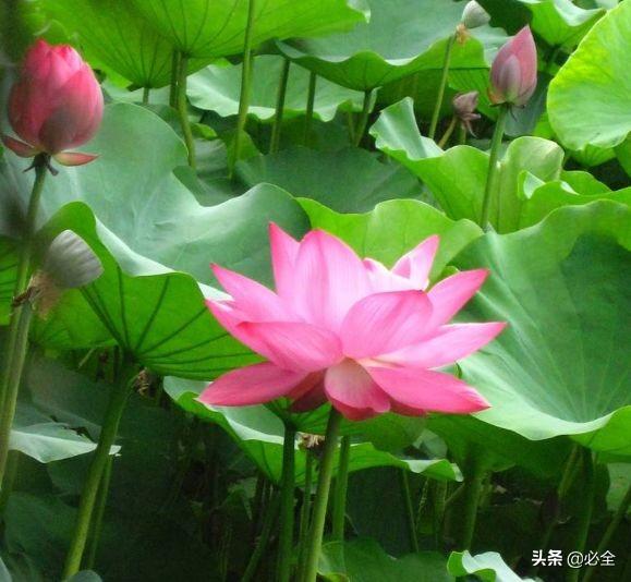 水生植物有哪些，常见的水生植物有哪些（水生植物大全）