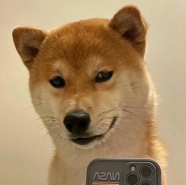 可爱的狗子图片，可爱狗子头像微信（狗狗憨憨头像‖好可爱啊）