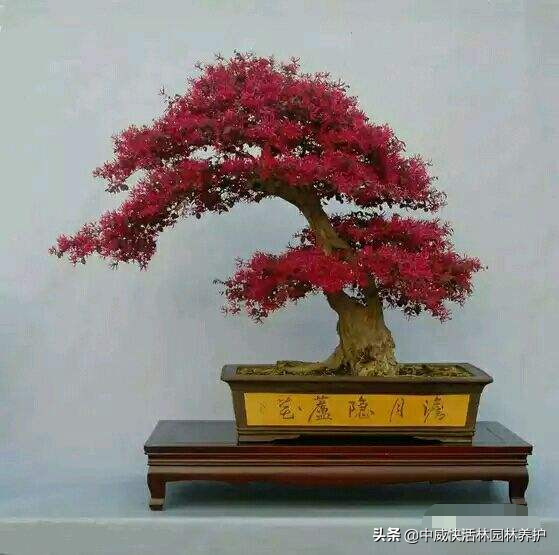 红花继木盆景怎么养，红花继木盆景制作方法（了解养殖技巧才能提高观赏价值）