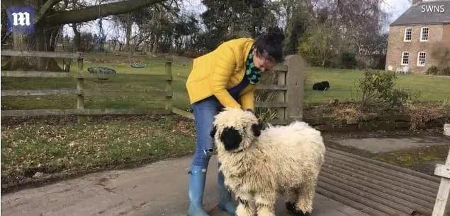 超可爱小羊羊，小羊太可爱了（却偏偏以为自己是条狗图片）