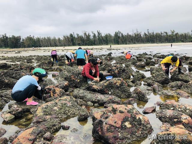 惠州海岛旅游景点哪里好玩，惠州野沙滩大汇总：8个野沙滩