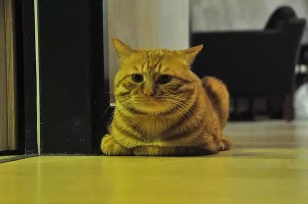 猫咪常见6种睡姿，猫咪的四种睡姿代表不同心理活动