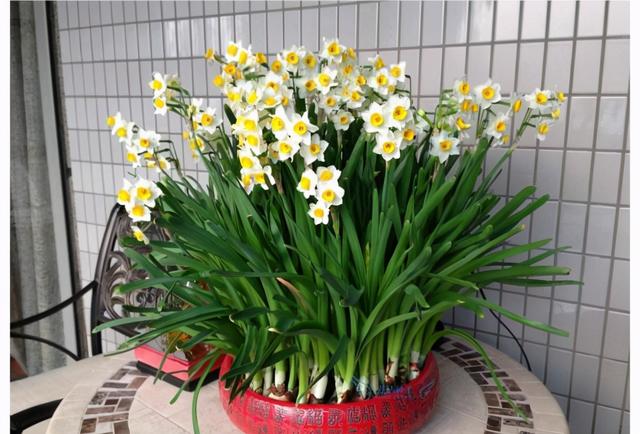 冬天开的花有哪些，冬天开的花有哪些花（5种“漂亮花”）