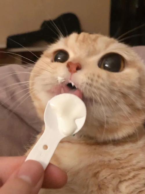 猫咪可以喝酸奶吗(小猫把人当妈妈的五种行为)