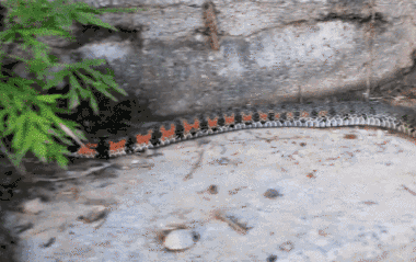 野鸡脖子是什么蛇，野鸡脖子蛇学名叫什么（农村活动最频繁的两种微毒蛇）