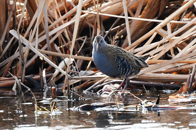 水鸡是什么，水鸡是什么车（西方秧鸡、叽咋柳莺......）