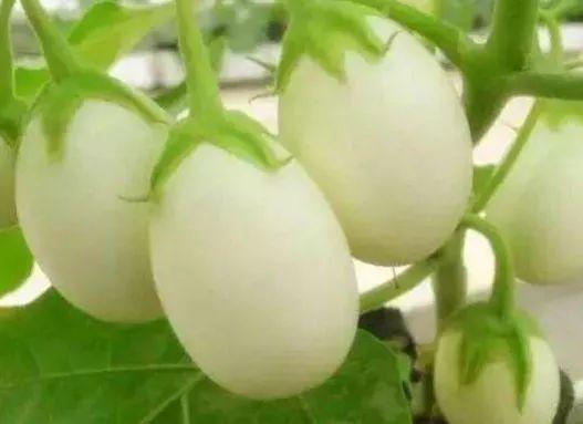 鸡蛋果的吃法，鸡蛋果的吃法与做法（以前在农村没人要如今却成上好的美食）