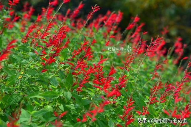 薰衣草如何过冬，薰衣草怎样过冬（西餐料理中常见的几种香草）