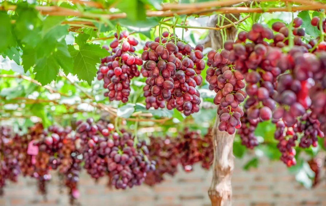 赛红玉葡萄品种特性图片