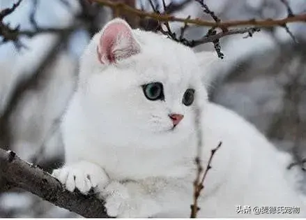 猫咪起什么名字最好听母猫，中国铲屎官绝对把气质