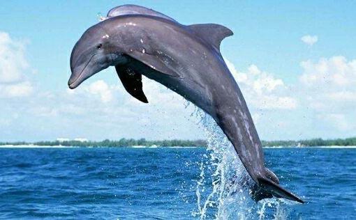 大耳朵英语听力,英语四级听力材料(世界上听力最好的10种生物)