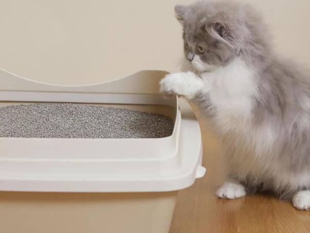 猫咪乱拉屎怎么办，猫乱拉屎怎么办（家中的猫咪乱拉臭臭怎么办）