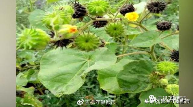 肃杀的意思是什么，肃杀是什么意思（今日处暑——寒来“暑”往）