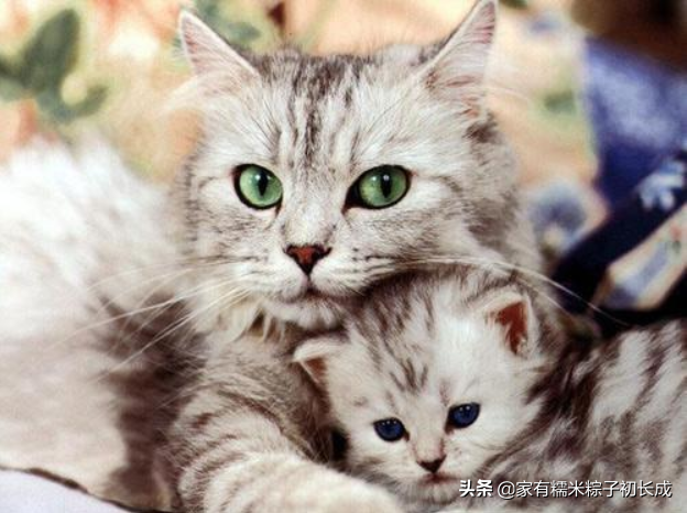 猫咪怀孕了有什么迹象，多条线索证明——你是否当上爷爷奶奶了