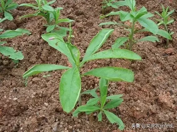 野荞麦根和乌鸡蛋煮，野荞麦根和乌鸡蛋煮水的功效（农业科普：53种野菜）