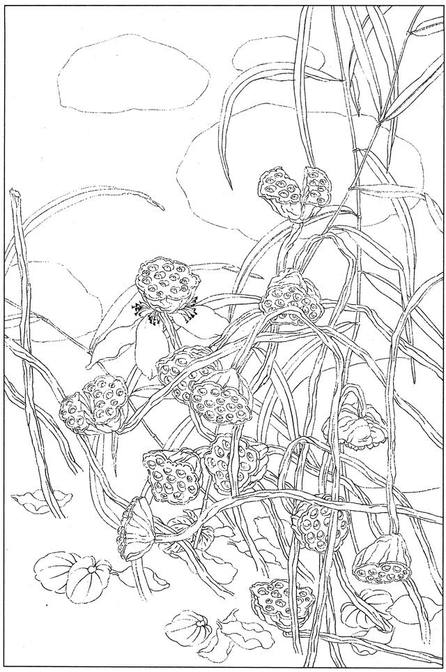 工笔荷花白描，高清工笔荷花白描 110幅