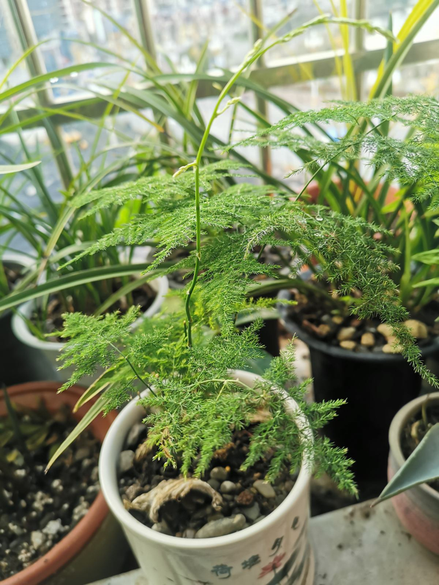 家用智能垃圾桶，垃圾桶边多了不少花（智能垃圾桶怎么用）