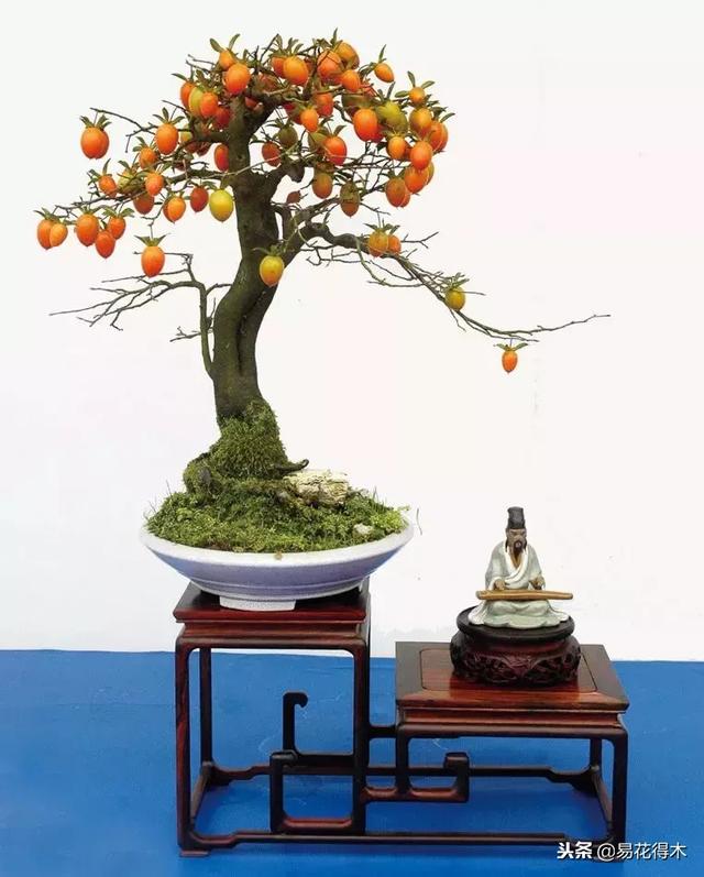 老鸦柿和金弹子的区别，老鸦柿和金弹子谁更容易养活（老鸦柿盆景）